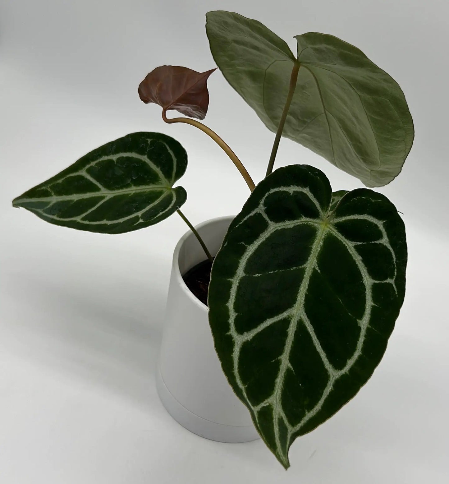 Anthurium Crystallinum rare collector's plant with dark green leaves and silver venation in pot on Tampa Home & Garden Store
