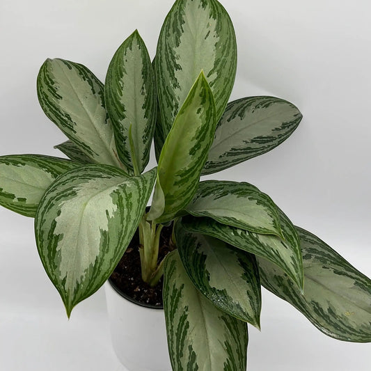 Aglaonema Silver Bay plant with variegated green-silver leaves in pot on Tampa Home & Garden Store