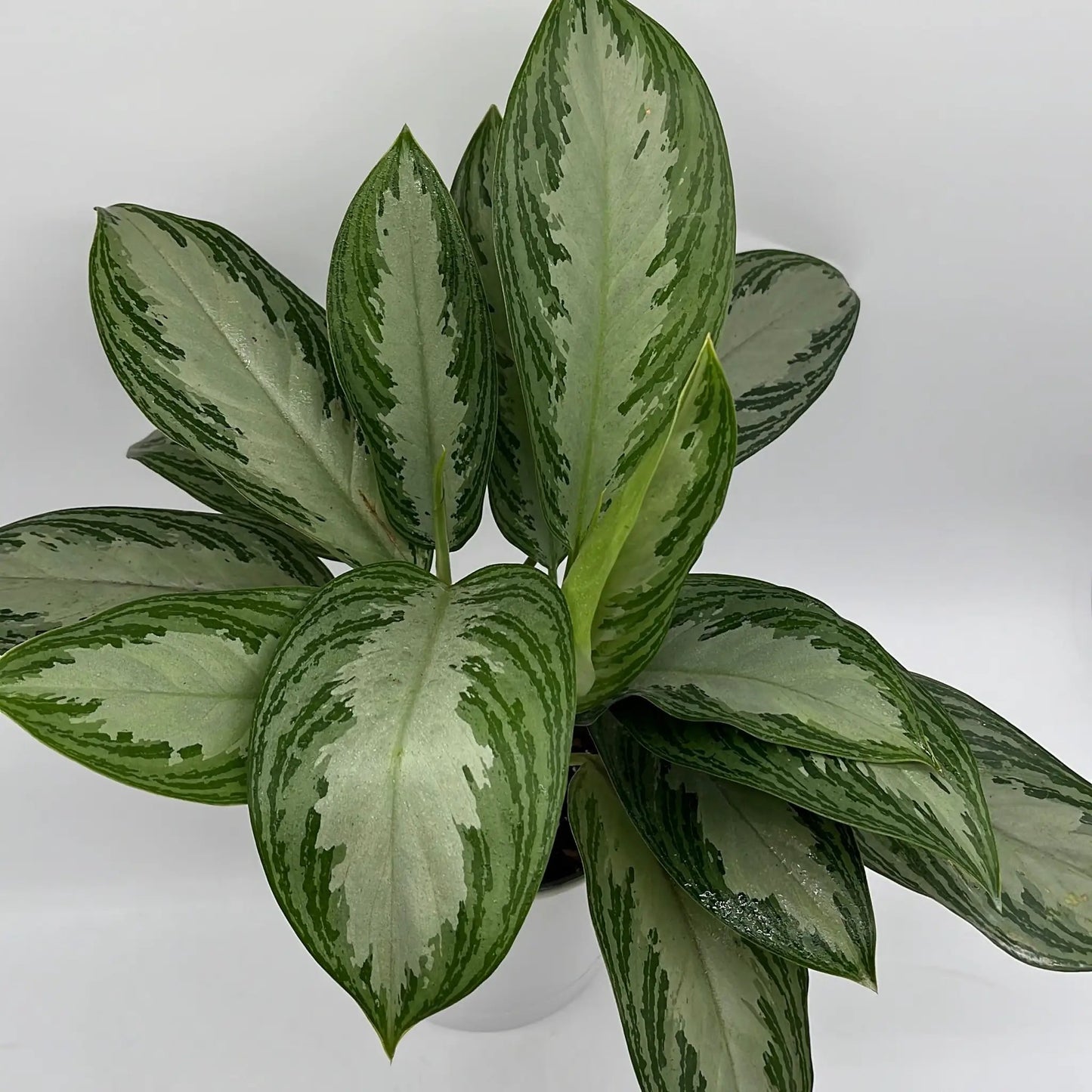 Aglaonema Silver Bay - Tampa Home & Garden Store