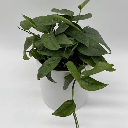 Pothos Cebu Blue trailing plant with glossy green leaves in a white pot RUNOPLANTS on Tampa Home & Garden Store
