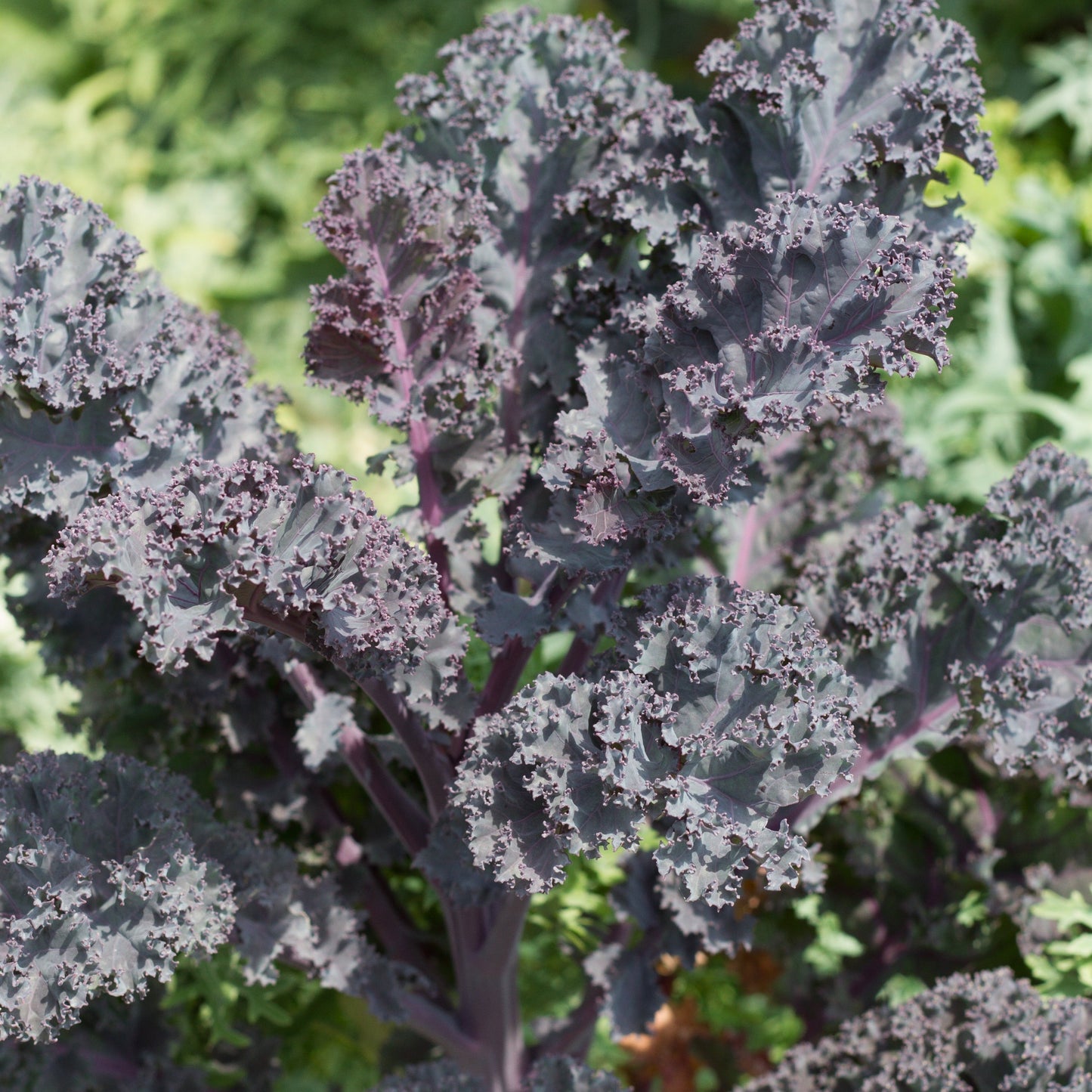 Scarlet Kale plant with dark purple frilly leaves and purple stems on Tampa Home & Garden Store