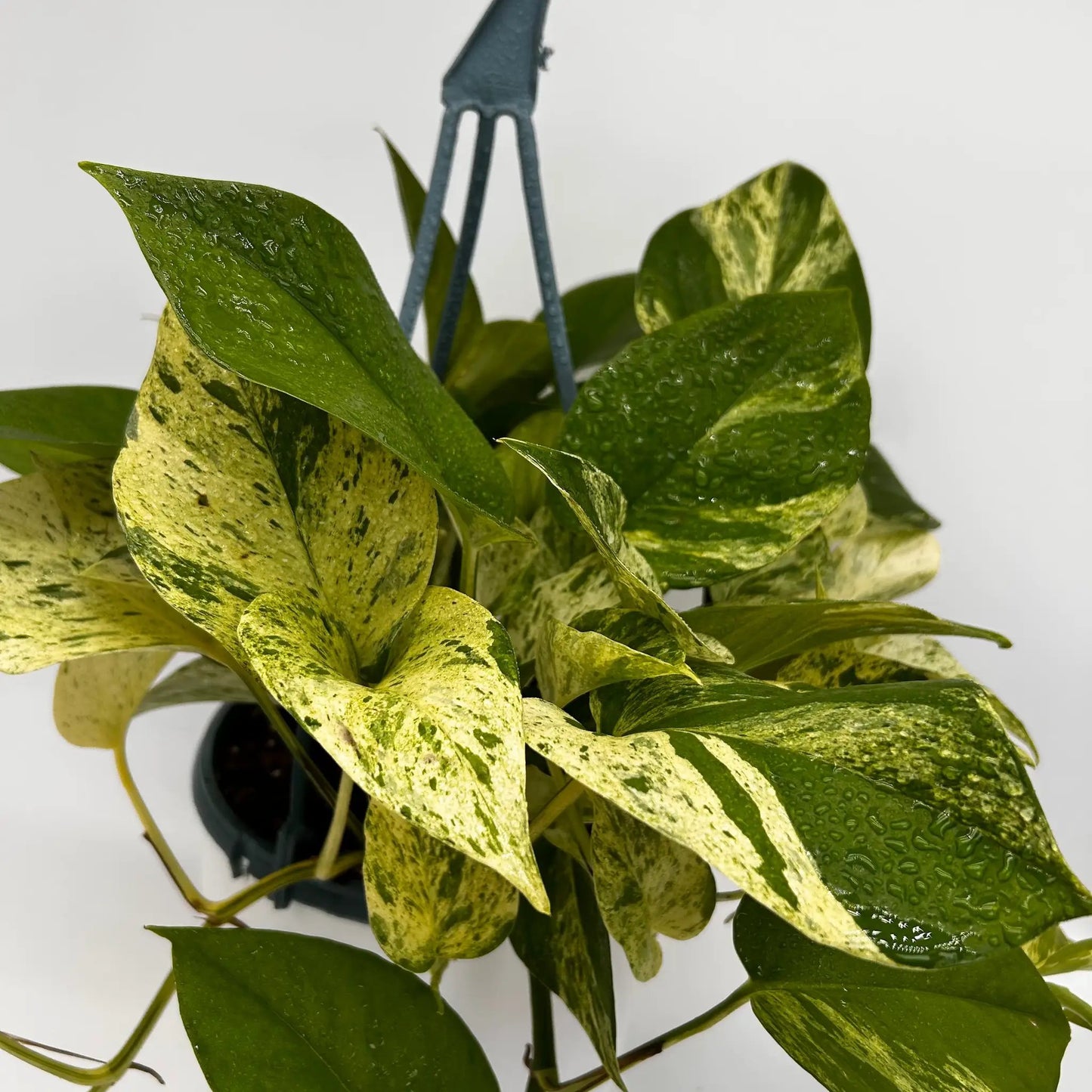 Pothos Neon Queen Garden Plant With Variegation