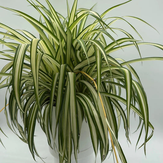 Variegated Spider Plant with cream and bright green stripes, potted houseplant on Tampa Home & Garden Store