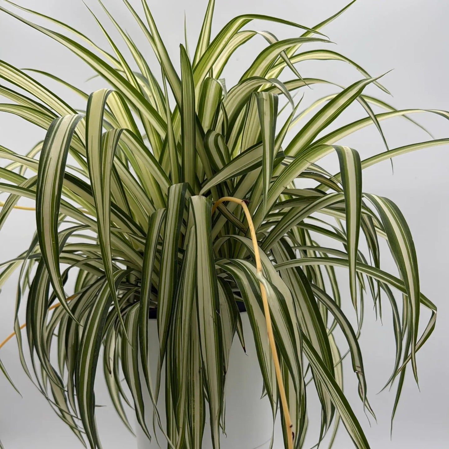 Inner Variegated Spider Plant - Tampa Home & Garden Store