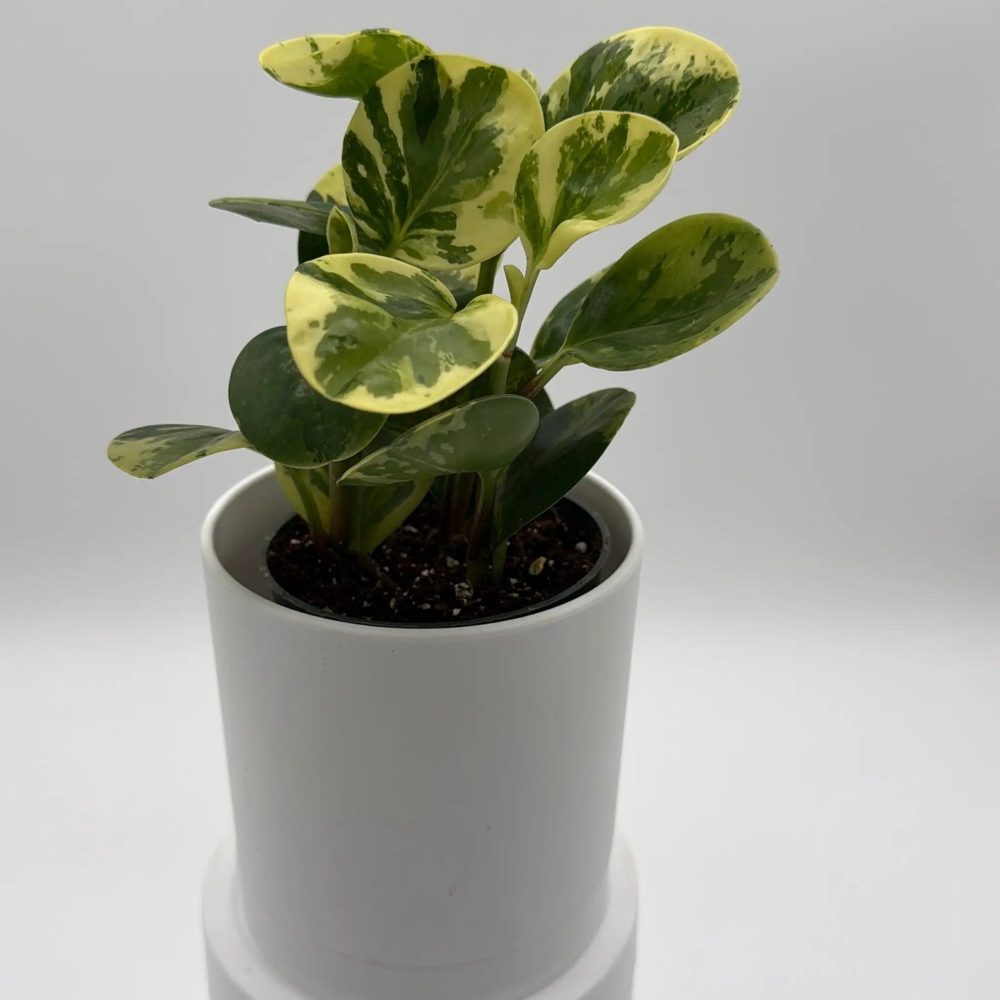 Peperomia Obtusifolia 'Pepperface' - Tampa Home & Garden Store