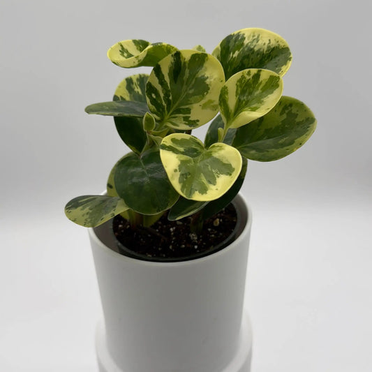 Pepperface Peperomia Obtusifolia compact plant with variegated cream-green leaves in a pot RUNOPLANTS on Tampa Home & Garden Store
