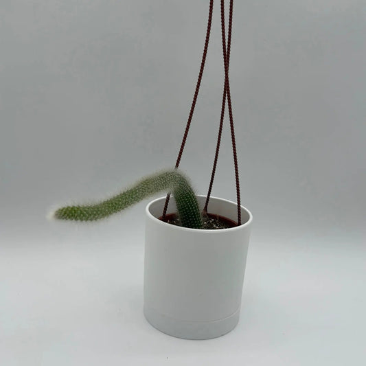Monkey Tail Cactus with Soft Silver Tails in white pot, RUNOPLANTS brand, hanging red cords on Tampa Home & Garden Store