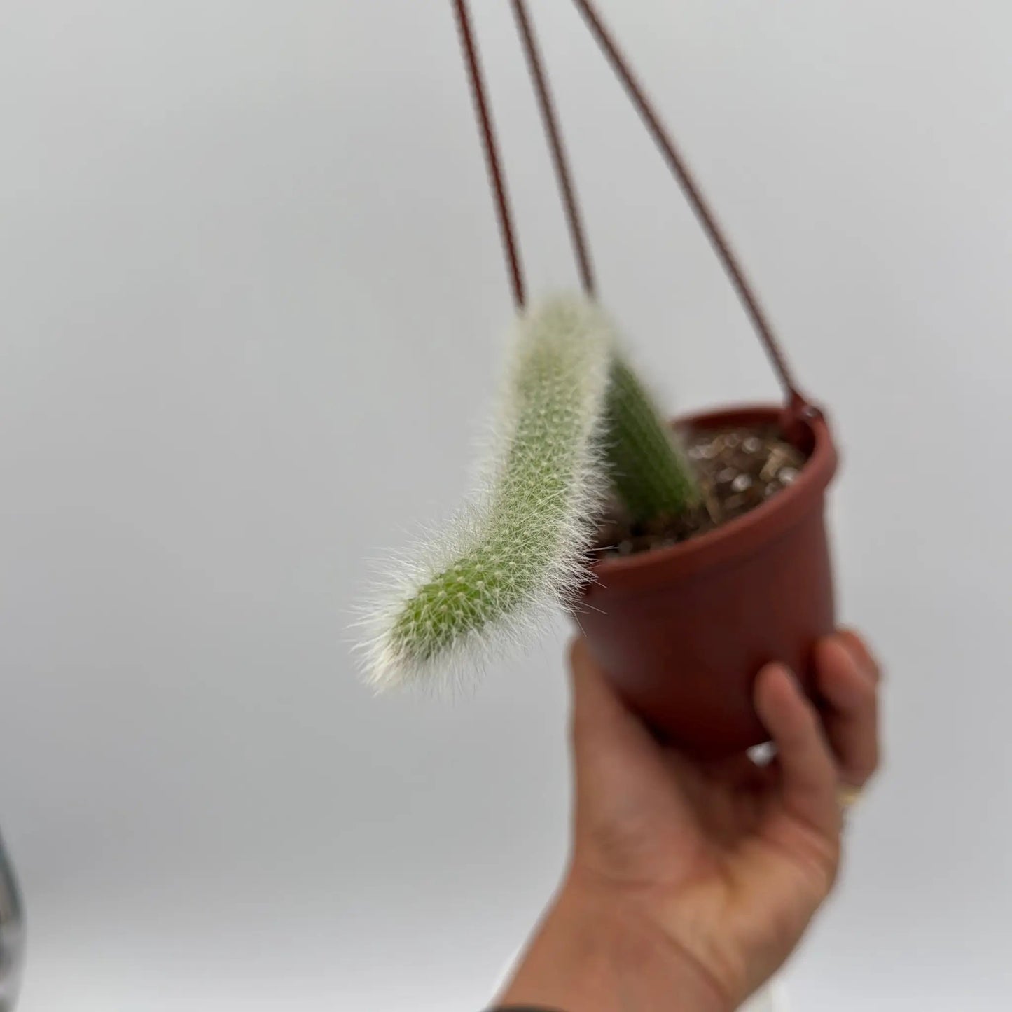 Monkey Tail Cactus with Soft Silver Tails, fuzzy green stems, RUNOPLANTS potted houseplant on Tampa Home & Garden Store