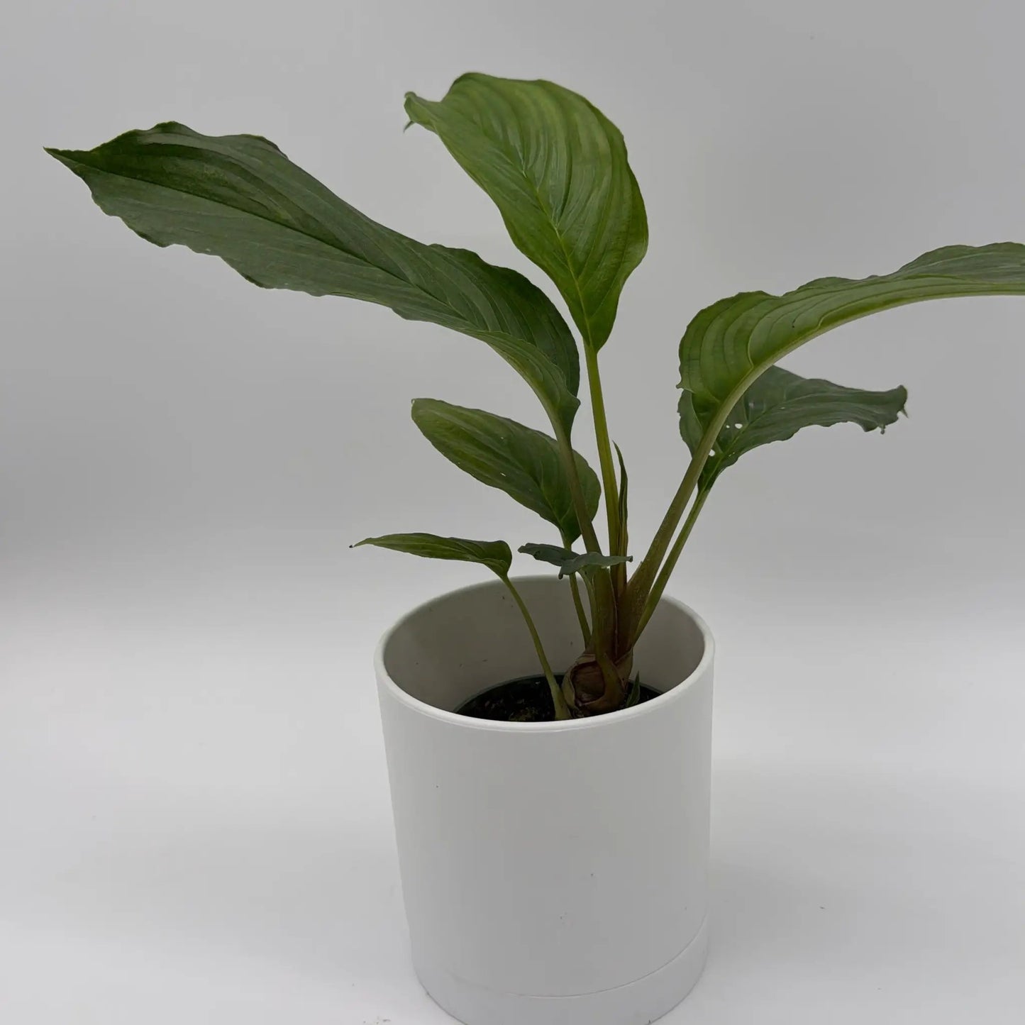 Tacca Chantrieri (Bat Flower) - Tampa Home & Garden Store