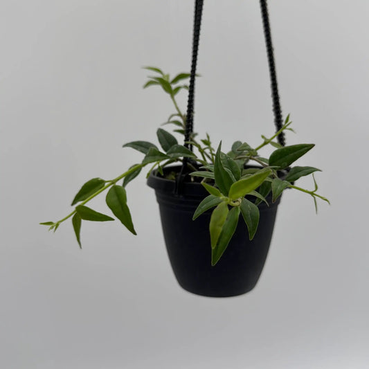 Hoya Bella trailing plant with small green leaves in a hanging black pot and two cords on Tampa Home & Garden Store