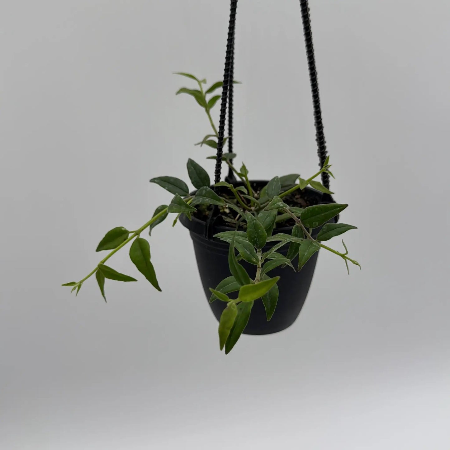 Hoya Bella - Tampa Home & Garden Store