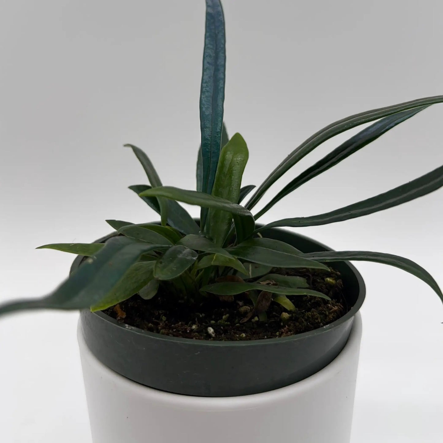 Blue Oil Fern - Tampa Home & Garden Store