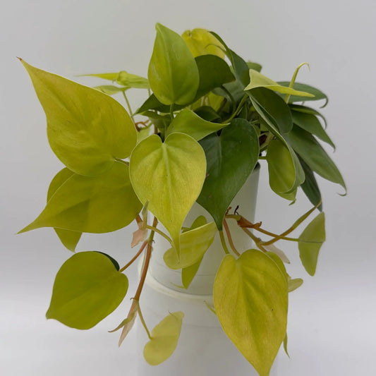 Lemon Lime Philodendron trailing houseplant with lime-yellow and green leaves in a pot RUNOPLANTS on Tampa Home & Garden Store