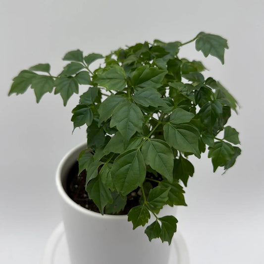 China Doll Plant Radermachera in white pot with glossy green leaves on Tampa Home & Garden Store