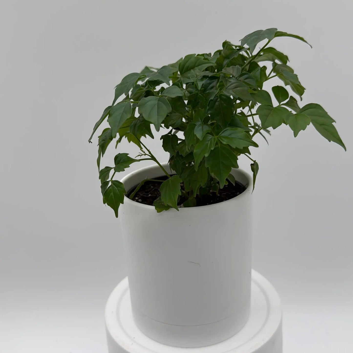 China Doll Plant (Radermachera Sinica) - Tampa Home & Garden Store
