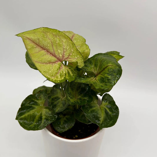 Syngonium Orn Thong Arrowhead Plant Golden Leaves, variegated green-pink leaves in a pot on Tampa Home & Garden Store