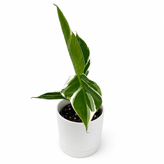 Variegated Banana Musa Nono houseplant with green leaves edged in white in a white ceramic pot on Tampa Home & Garden Store