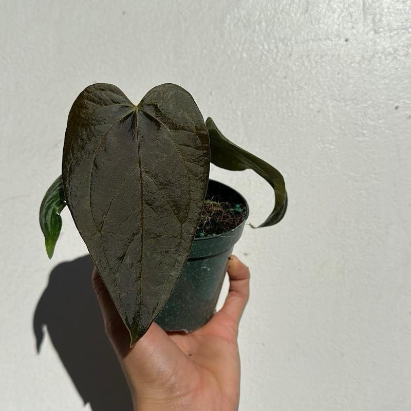 Anthurium Queen of Hearts Plant Indoor Decor