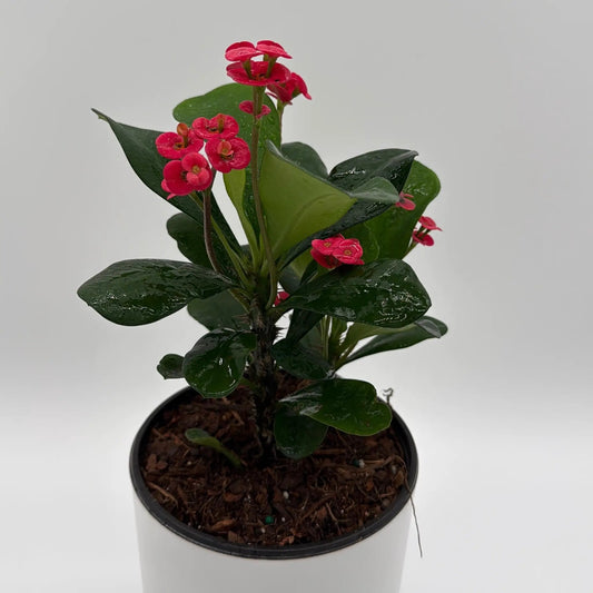 Crown of Thorns Euphorbia milii plant with red blooms and glossy green leaves in a pot on Tampa Home & Garden Store