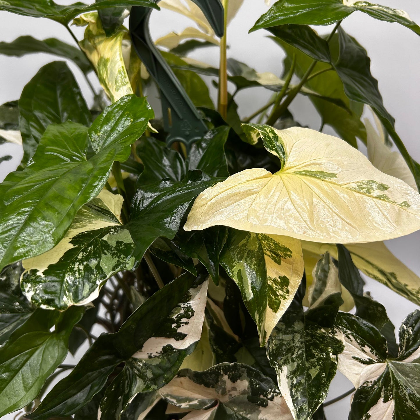 Syngonium Albo Variegated indoor plant with green and cream leaves in a 4 inch pot on Tampa Home & Garden Store