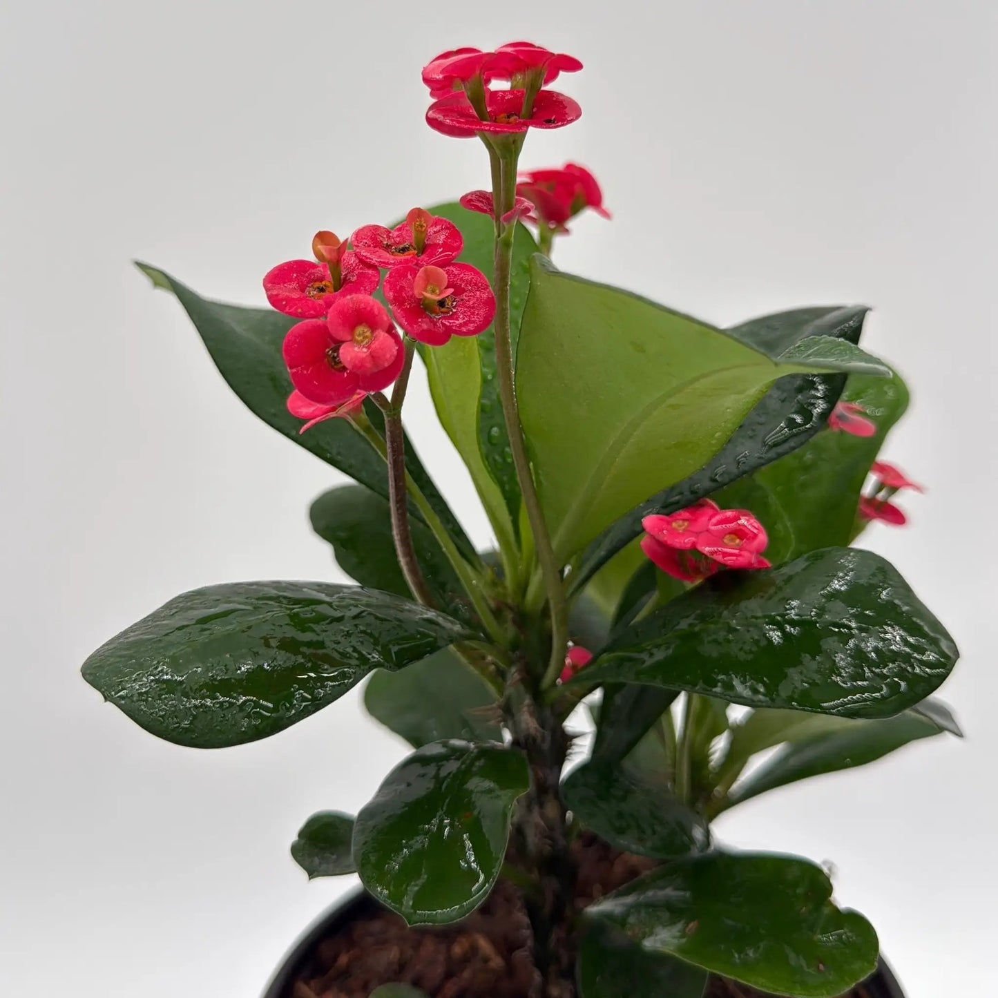 Crown of Thorns (Euphorbia Milii) - Tampa Home & Garden Store