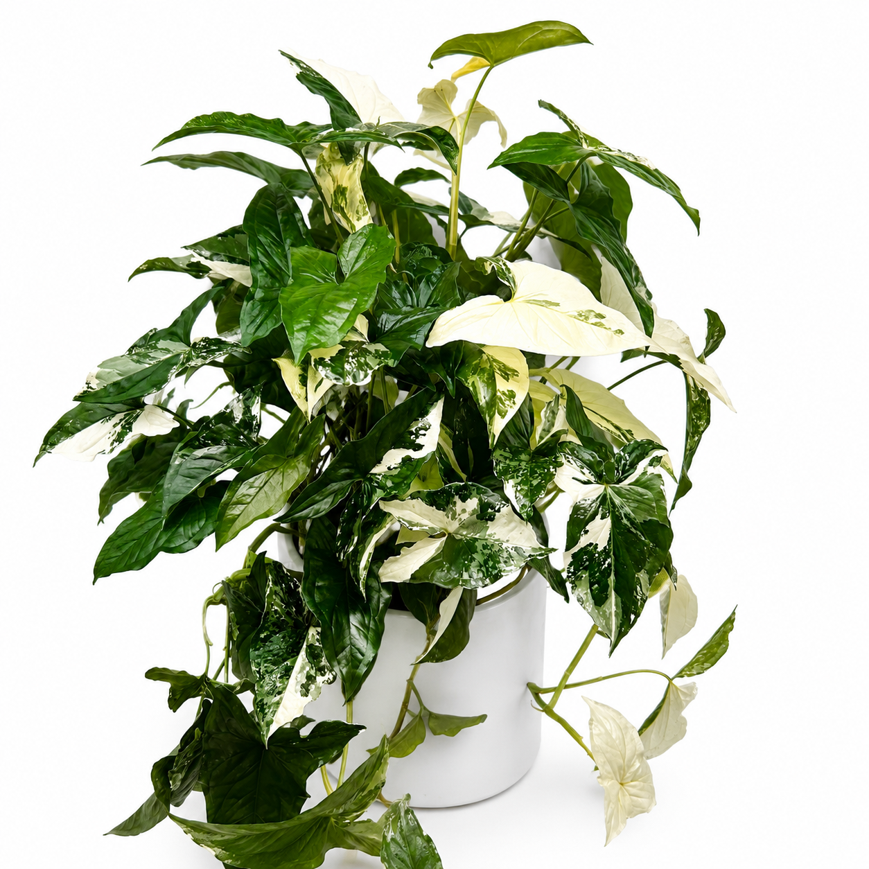 Syngonium Albo Variegated indoor plant with green and white leaves in a white 4in pot RUNOPLANTS on Tampa Home & Garden Store