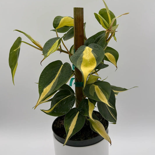 Philodendron Brazil variegated heartleaf plant with green and yellow leaves in a pot on Tampa Home & Garden Store