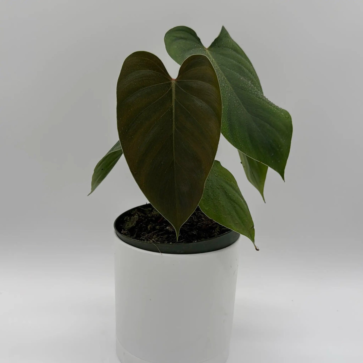 Philodendron Lynamii rare tropical plant with dark green leaves in a pot on Tampa Home & Garden Store