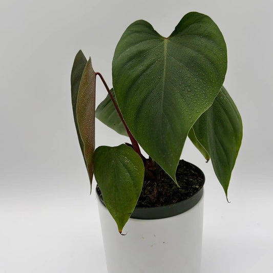 Philodendron Lynamii rare elegant tropical plant with glossy green heart leaves and red stems on Tampa Home & Garden Store