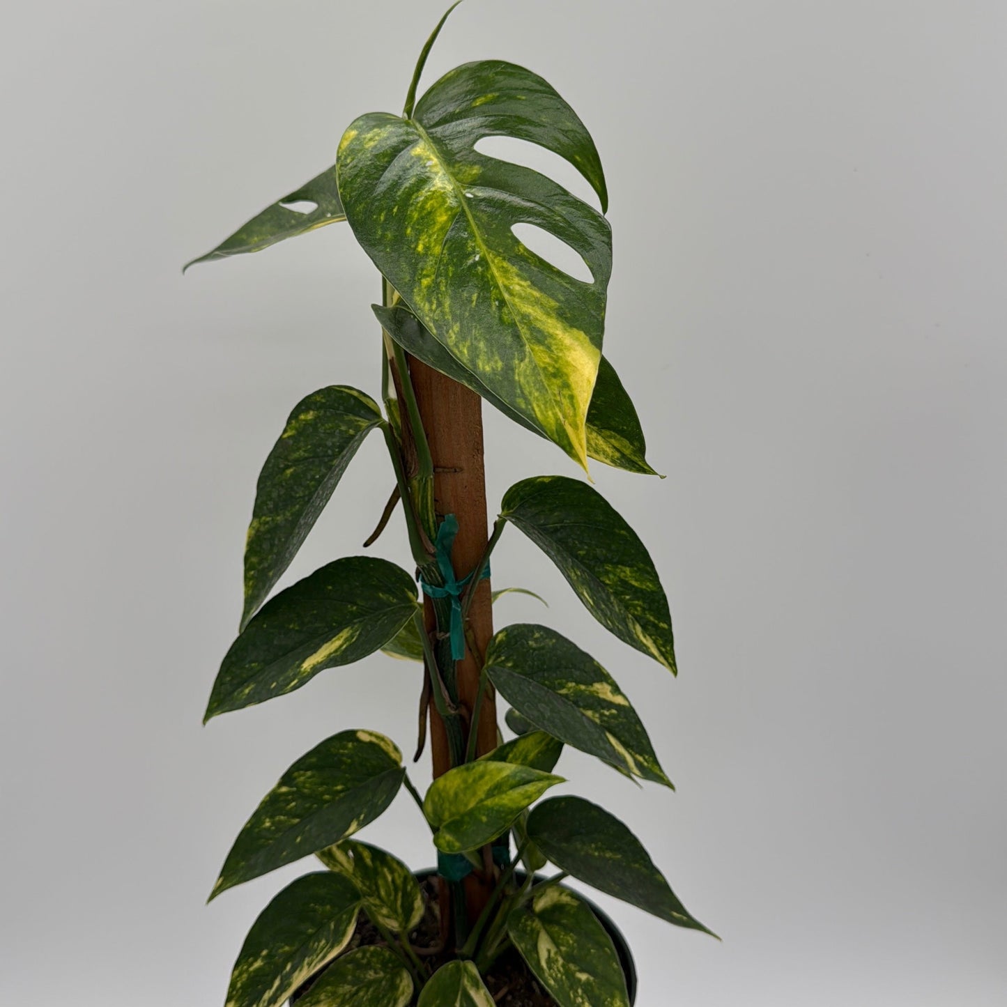 Epipremnum Pinnatum Yellow Flame