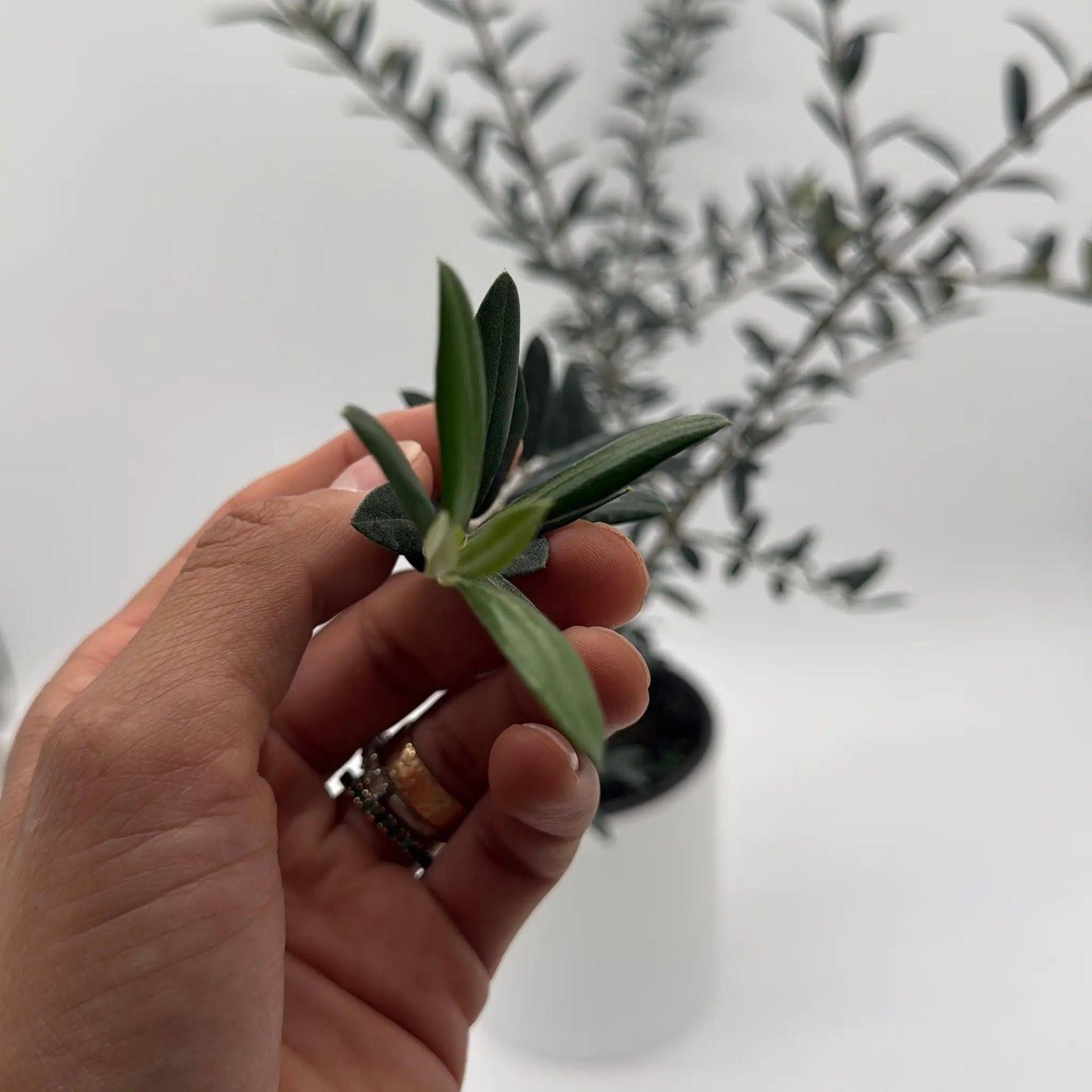 Black Olive Tree - Tampa Home & Garden Store