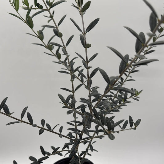Black Olive Tree leaves on slender branches in a potted RUNOPLANTS olive plant on Tampa Home & Garden Store