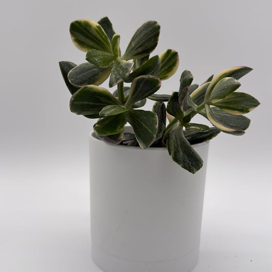 Variegated Jade Plant