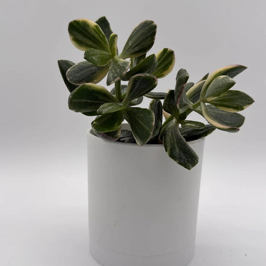 Variegated jade plant with pink-edged leaves in a white pot on Tampa Home & Garden Store