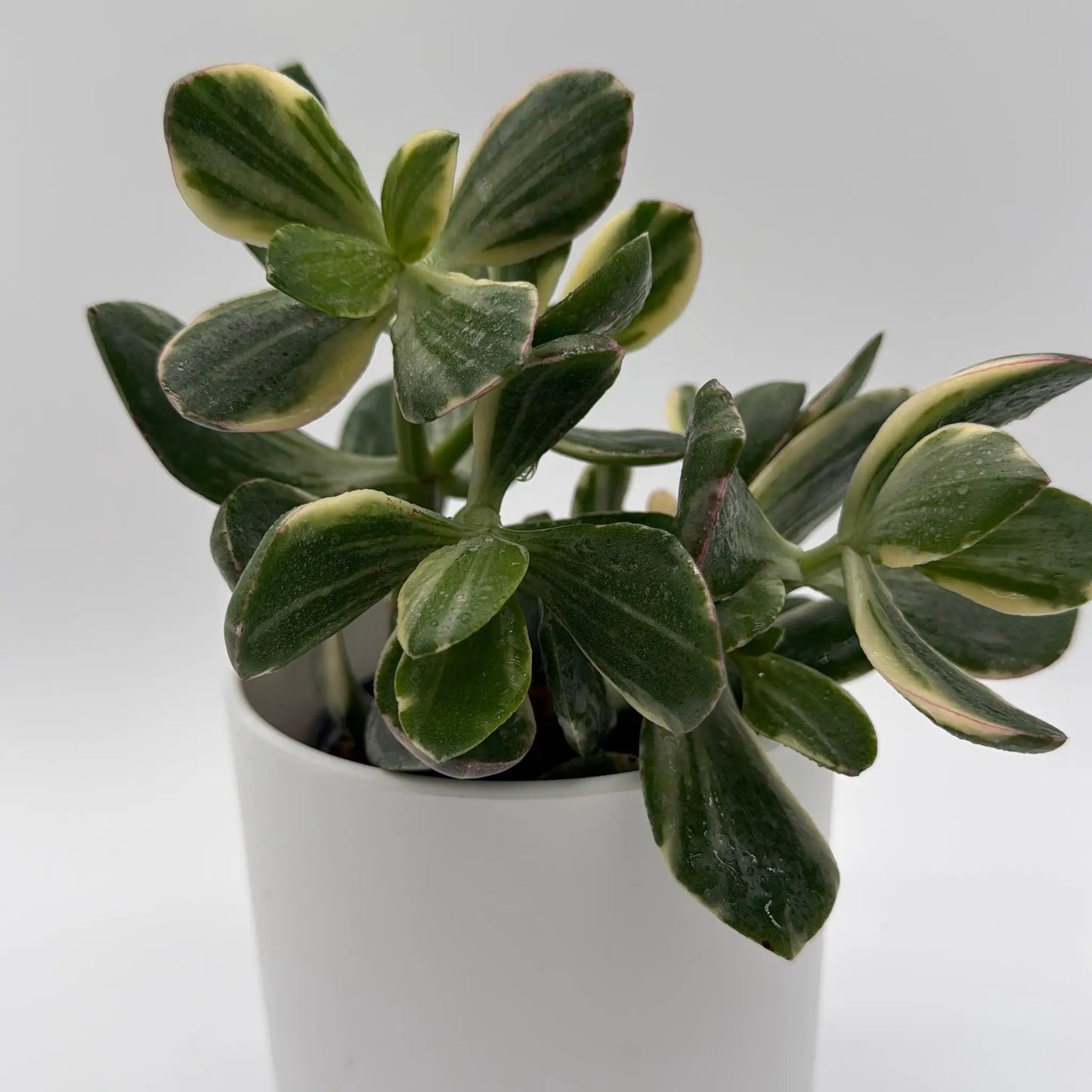 Variegated Jade Plant With Pink Edges succulent leaves RUNOPLANTS potted houseplant on Tampa Home & Garden Store
