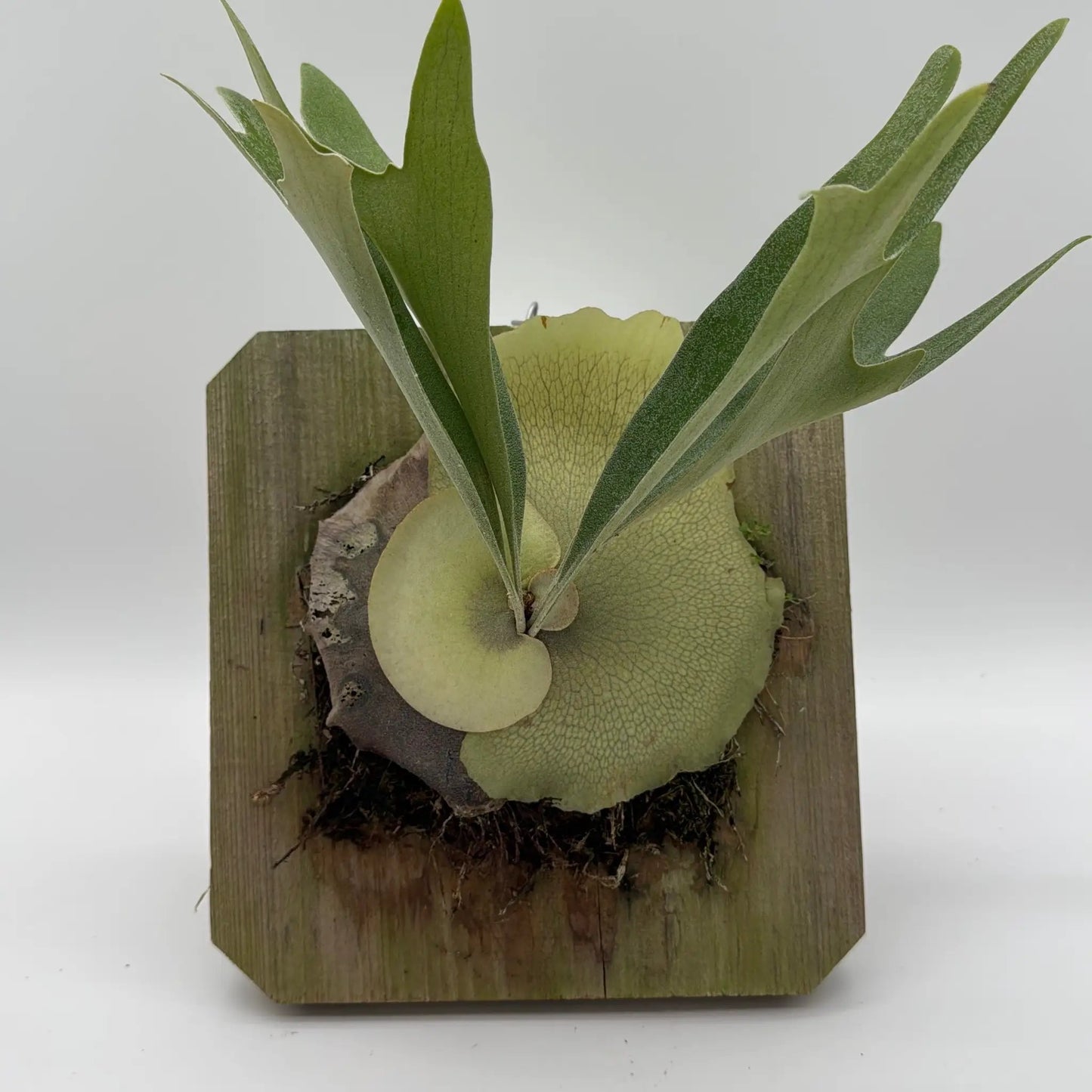 Handmade Staghorn Fern Mount - Tampa Home & Garden Store