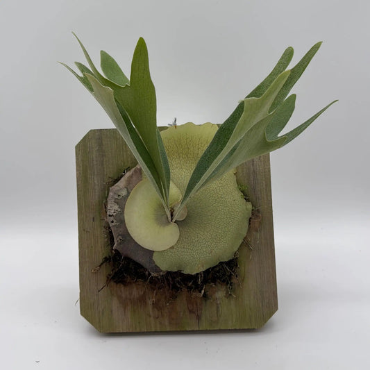 Handmade RUNOPLANTS staghorn fern mount and wall display with green fronds mounted on wood board on Tampa Home & Garden Store