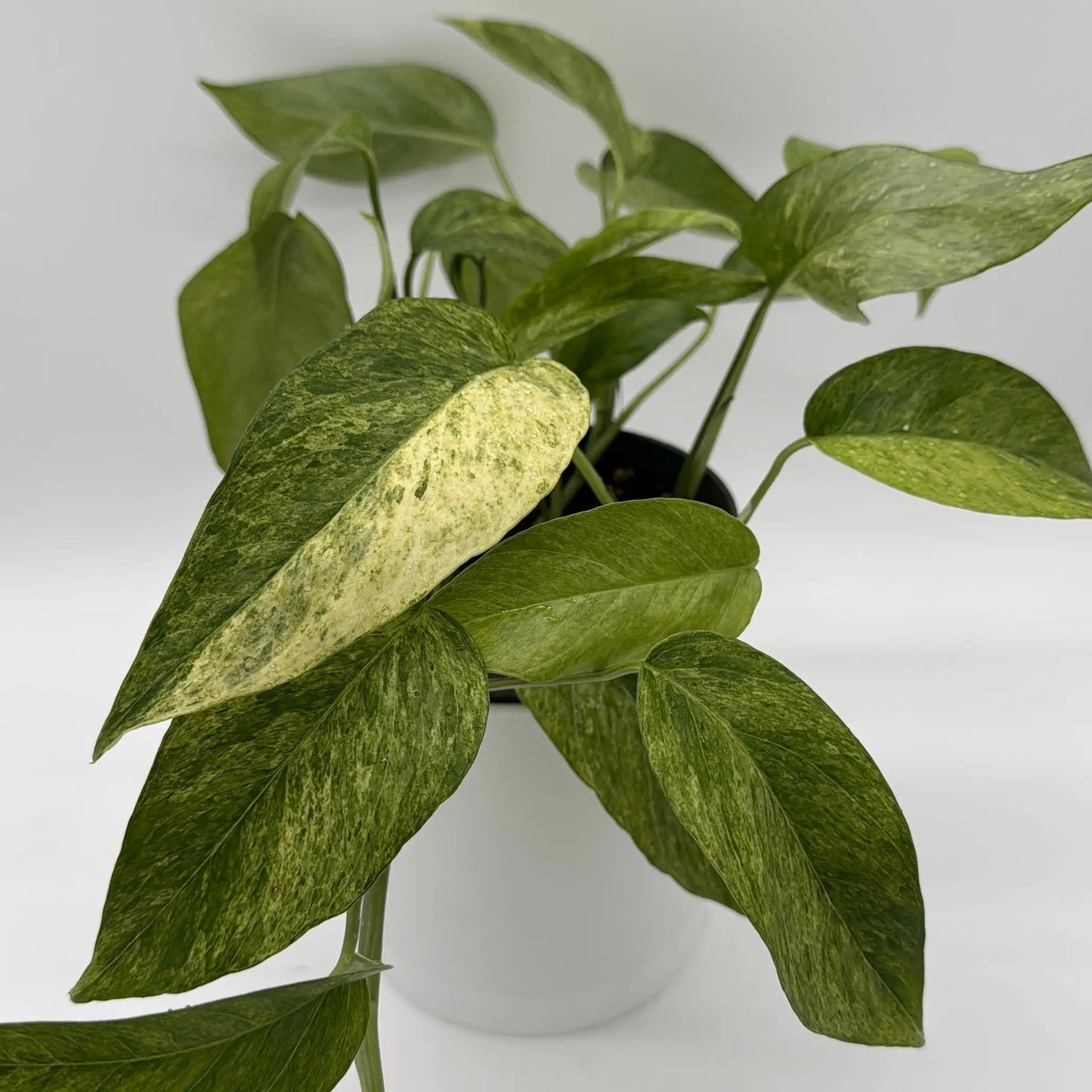 Pothos Jungle Mint variegated houseplant with cool green-yellow leaves in pot on Tampa Home & Garden Store
