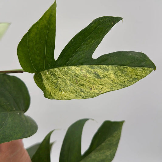 Pothos Jungle Mint variegated houseplant with dark green elongated leaves on Tampa Home & Garden Store