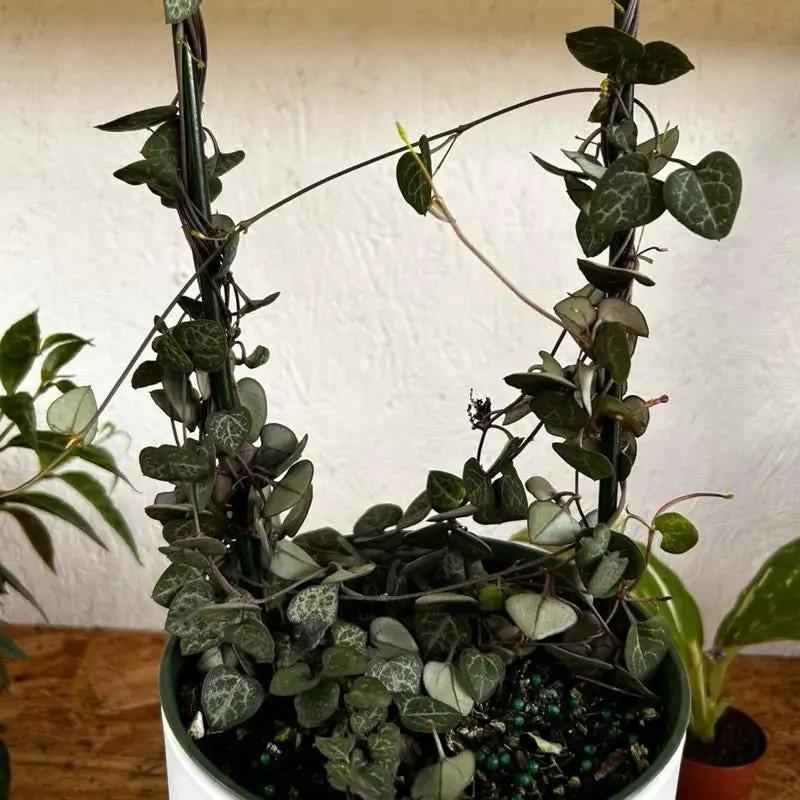 Variegated String of Hearts Ceropegia trailing plant in pot with two stakes RUNOPLANTS on Tampa Home & Garden Store