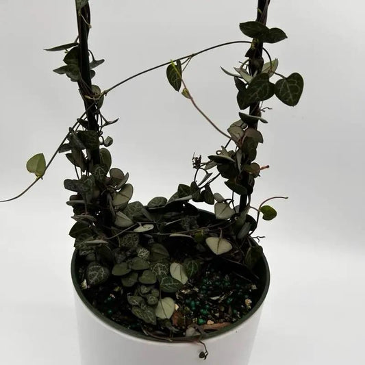 Variegated String of Hearts Plant for Decor