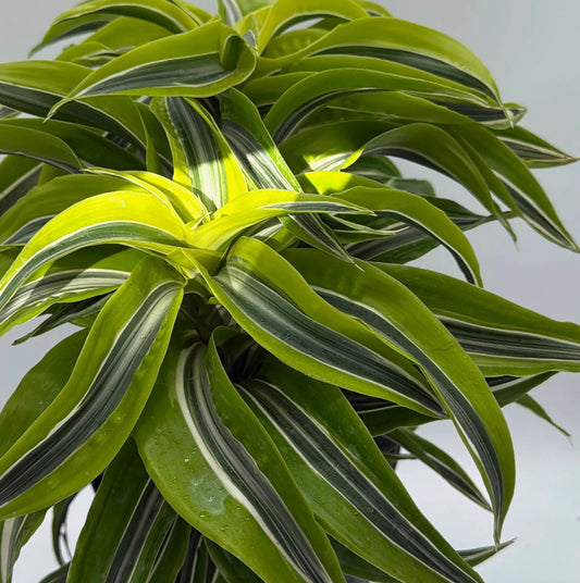 Dracaena Lemon Surprise plant with variegated yellow-green leaves, RUNOPLANTS potted plant on Tampa Home & Garden Store