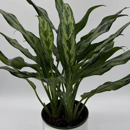 Aglaonema Juliette Chinese evergreen plant with variegated green leaves in a white pot on Tampa Home & Garden Store