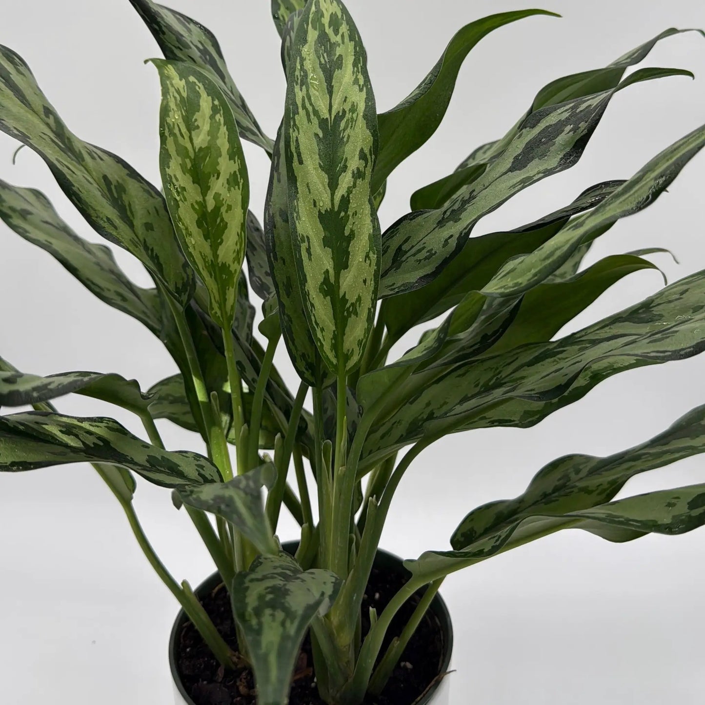 Aglaonema Juliette - Tampa Home & Garden Store
