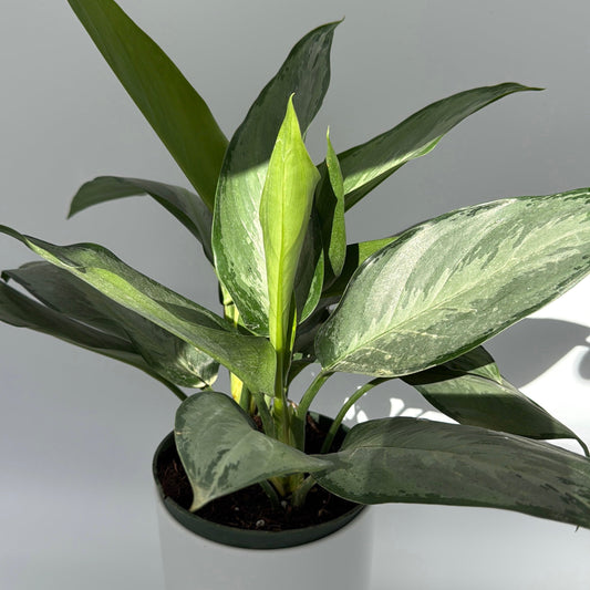 Aglaonema Silverado