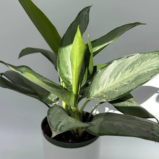 Aglaonema Silverado Chinese evergreen plant with variegated green leaves in a pot on Tampa Home & Garden Store