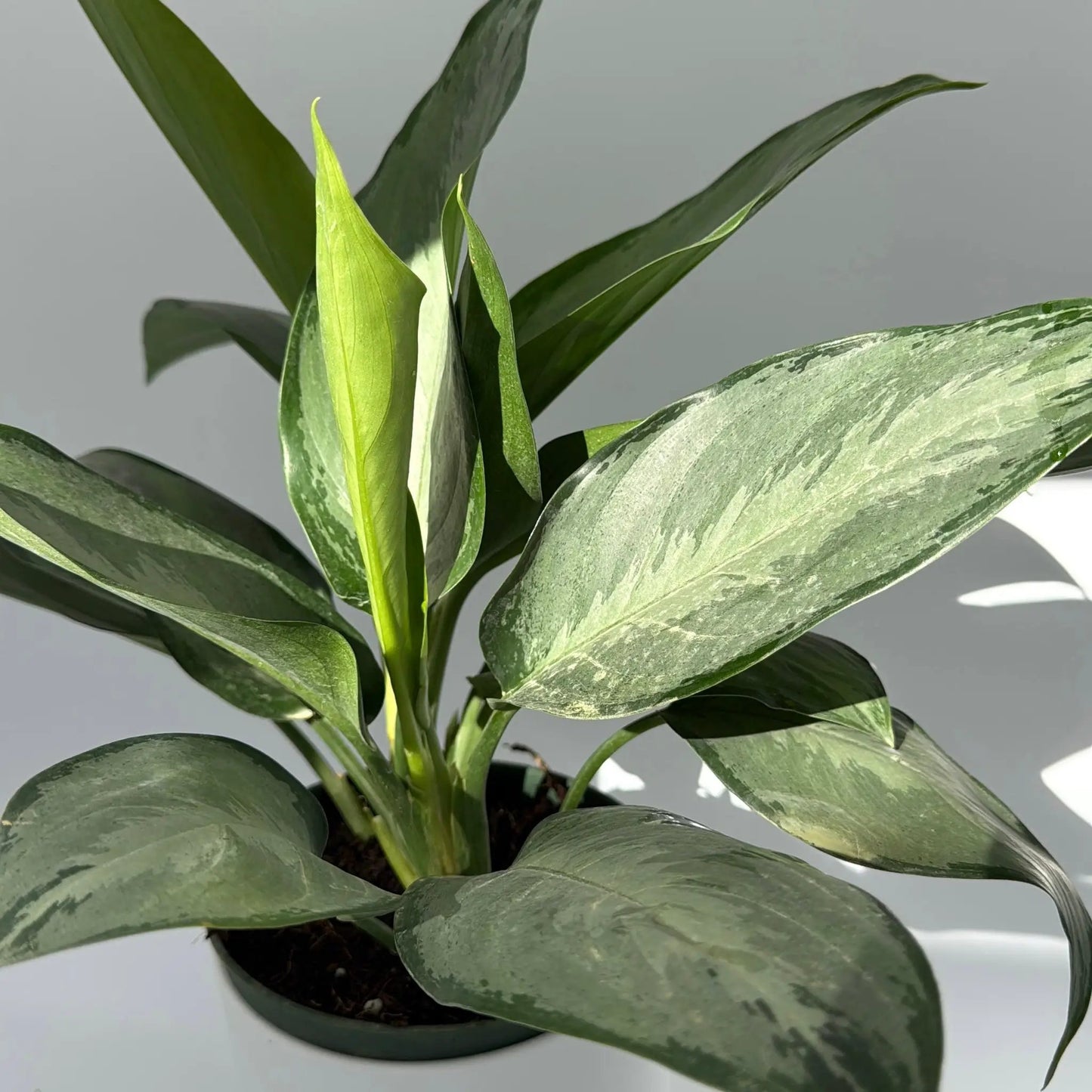 Aglaonema Silverado - Tampa Home & Garden Store