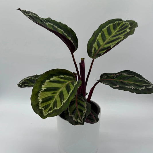 Calathea Peacock Plant with Feathered Leaves, variegated green and cream foliage, RUNOPLANTS on Tampa Home & Garden Store