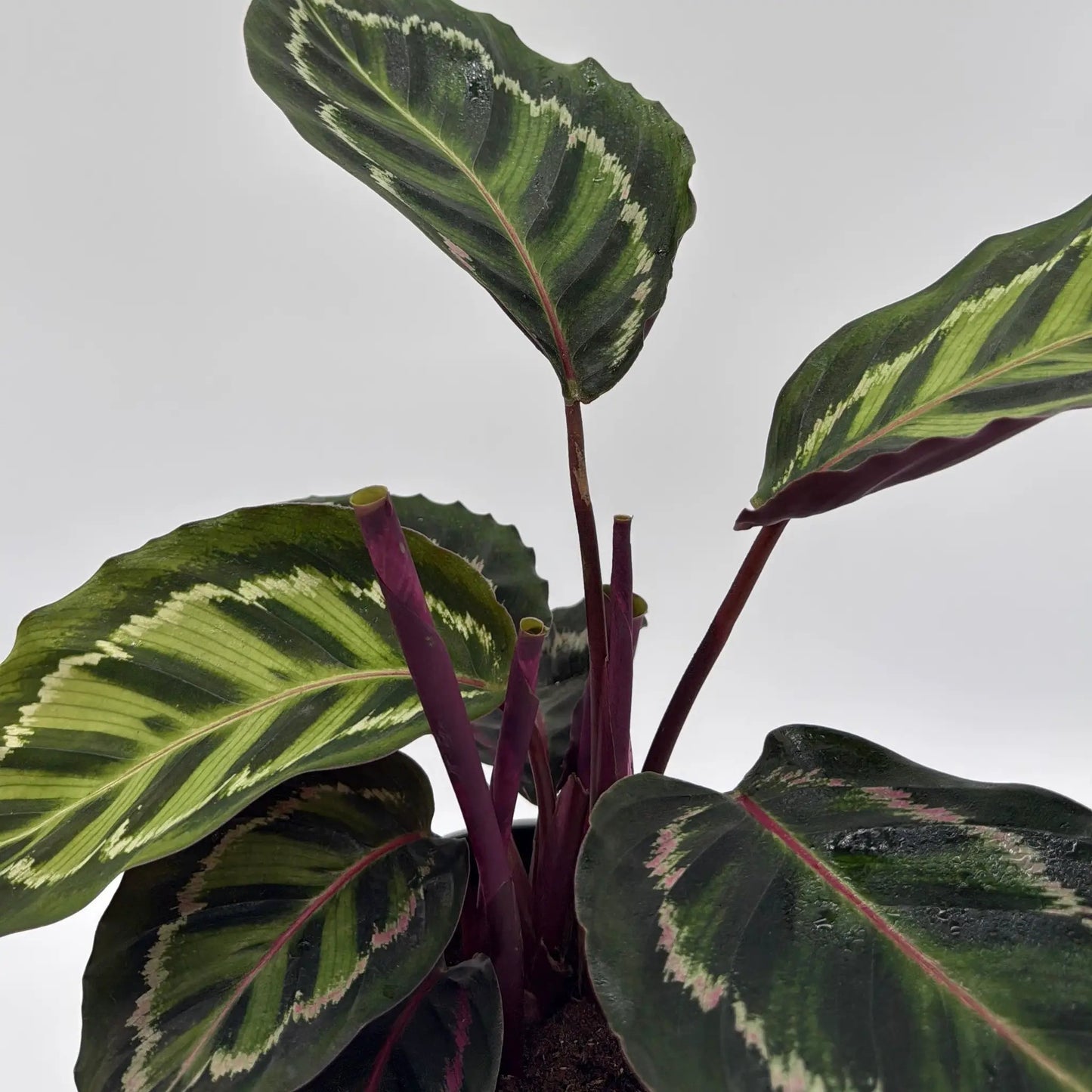 Calathea Peacock - Tampa Home & Garden Store