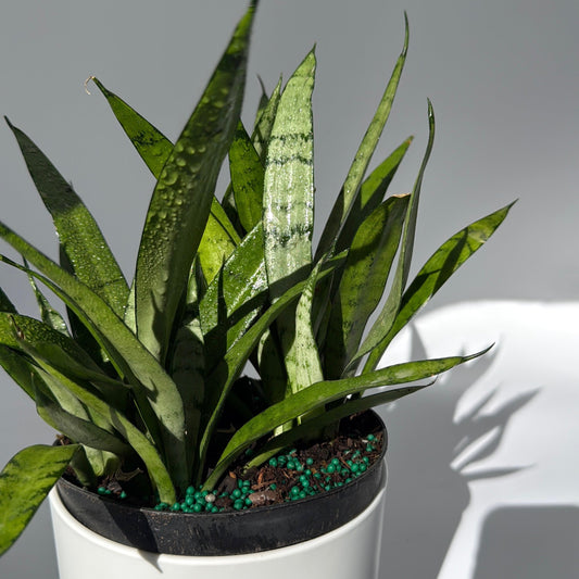 Sansevieria 'Silver Streak'